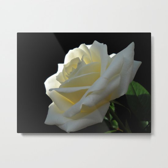 White Rose Metal Print