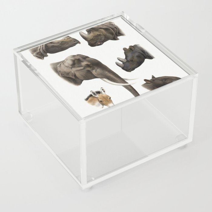 Antique Animal Illustrations by Richard Lydekker Acrylic Box