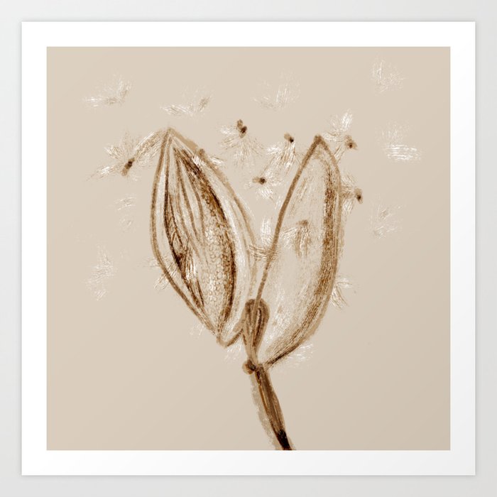Milkweed Seeds And Pod Art Print