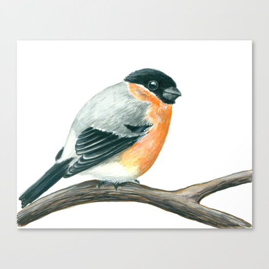 Bullfinch bird Canvas Print