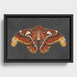 Atlas Moth Framed Canvas
