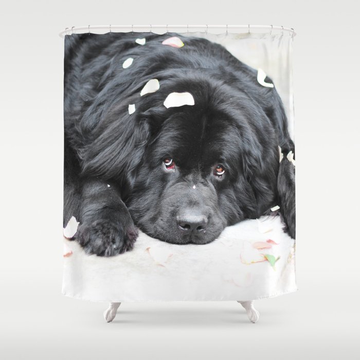 bentley bear shower curtain