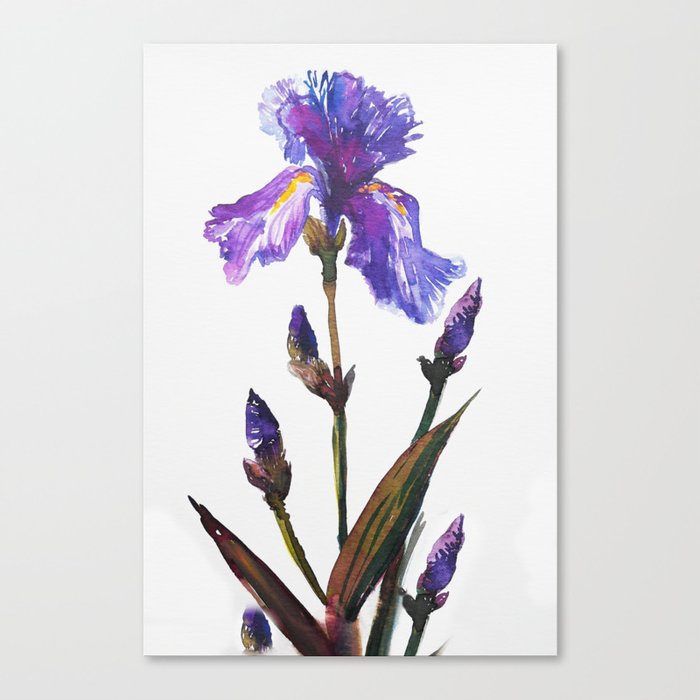 Iris botanical illustration, Very Peri Canvas Print by myartspace ...
