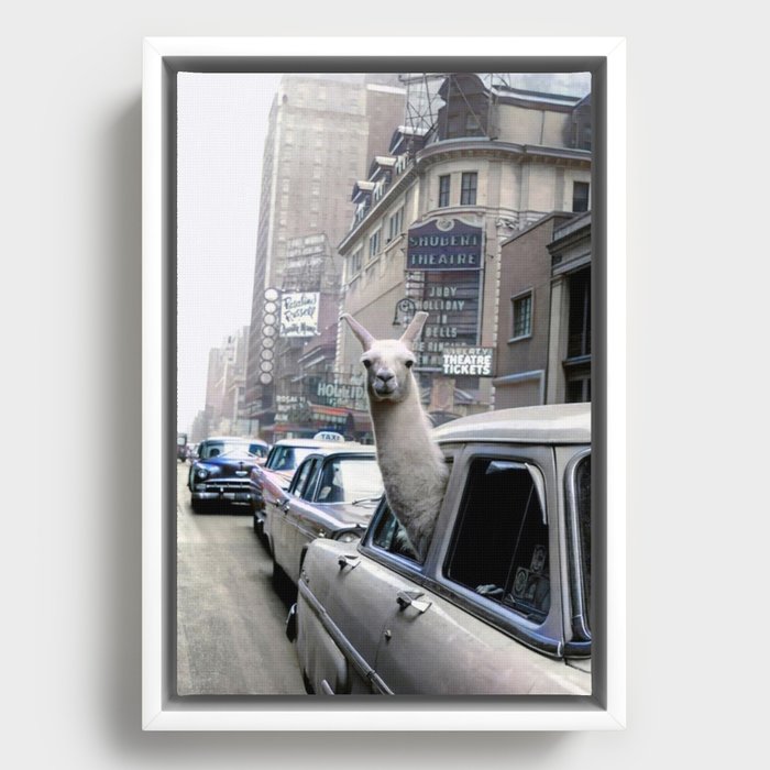 Llama Riding In Taxi In Color Framed Canvas