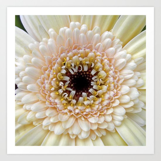 gerbera bloom IV Art Print