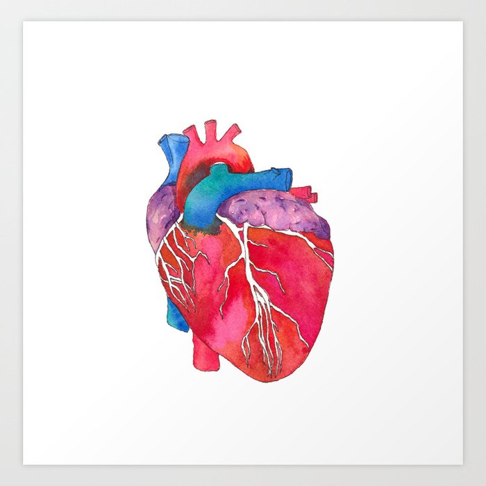 Anatomical Heart Art Print By Sandraculliton Society6