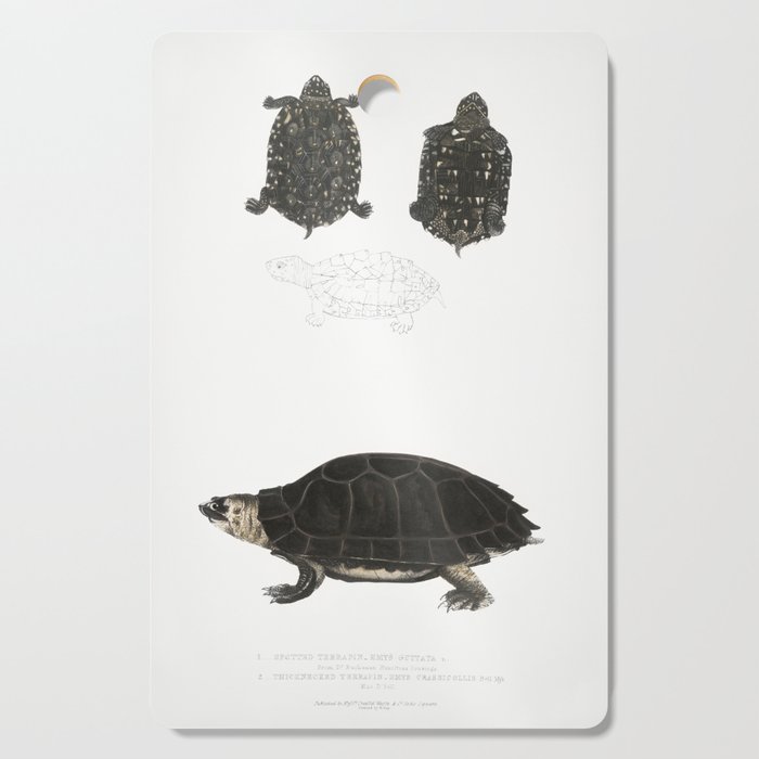 Spotted Terrapin & Thicknecked Terrapin Cutting Board