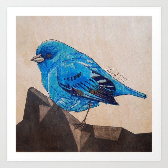 Indigo Bunting Art Print