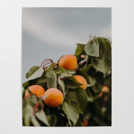 apricot Poster