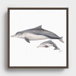 Australian humpback dolphin (Sousa sahulensis) with baby Framed Canvas