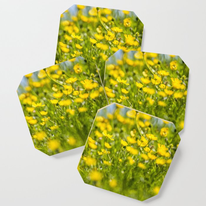 Buttercups in motion Coaster