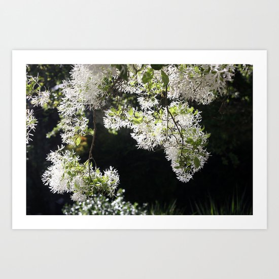 Spring fiesta Art Print