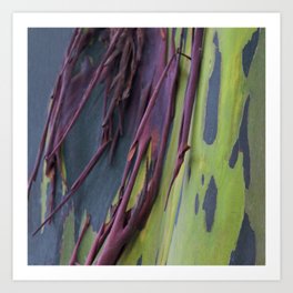 Rainbow Eucalyptus Bark On Tree Macro Photo Art Print | Moderngraphicart, Photo, Rainbowcolortree, Abstracttreebark, Organicrainbowtree, Rainboweucalyptus, Artsytreebark, Rainbowtreebark, Scenicnature, Colorfultreebark 