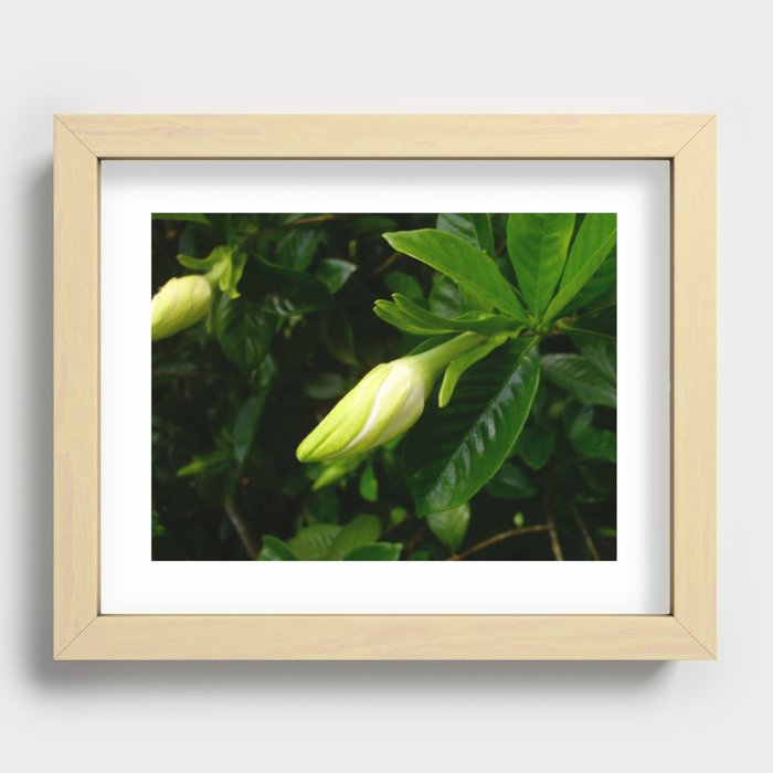 Ready to Bloom Recessed Framed Print