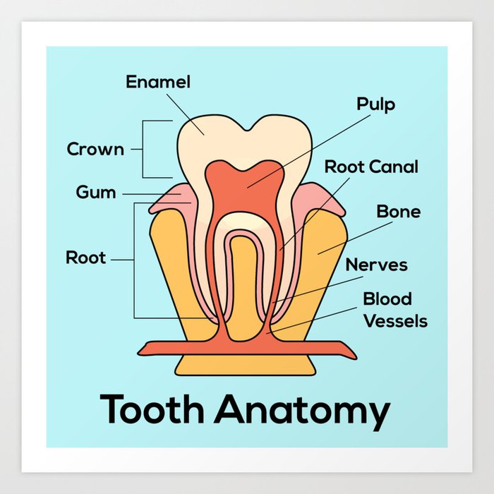 tooth anatomy Art Print