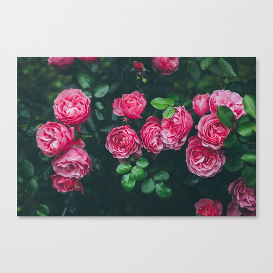 rose Canvas Print