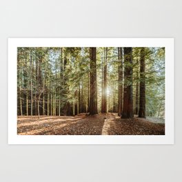 Redwood forest Art Print