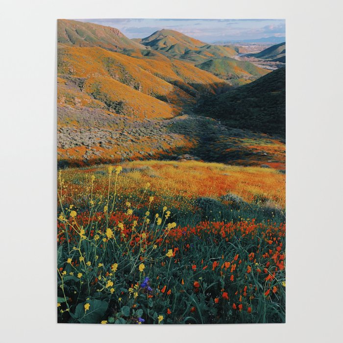 California Wildflowers Poster