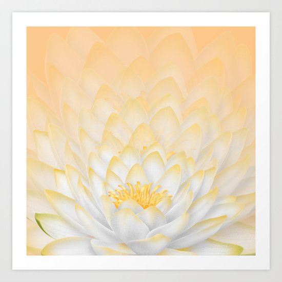 White Peach Lotus Art Print