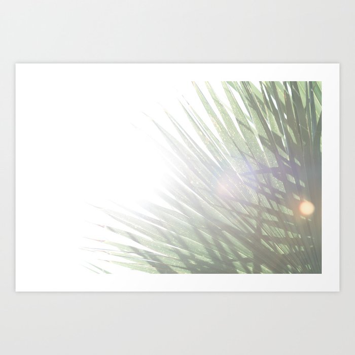 Cape Town Palm Trees & Sunlight Wall Art | Light Colored Travel Print Photography in South Africa Art Print