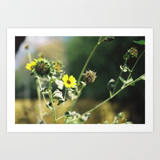 Sunflower Art Print