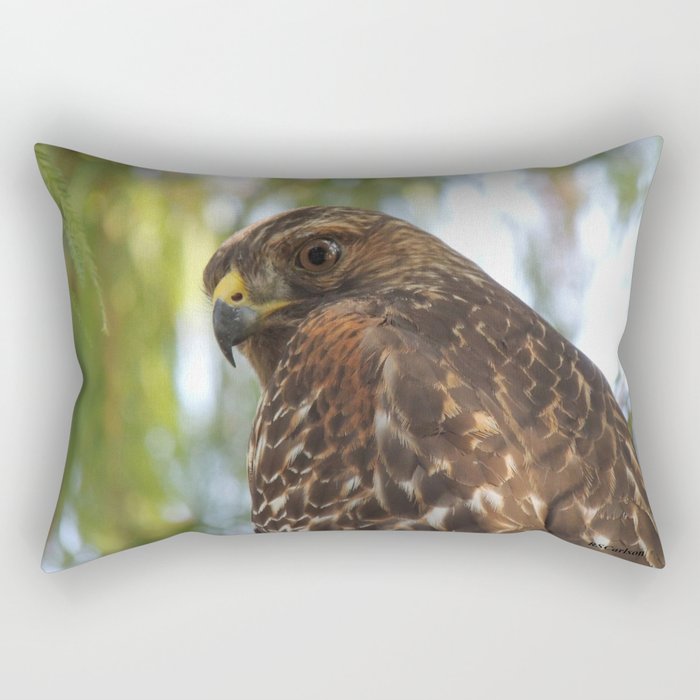 Young Red-Shouldered Hawk in a Desert Willow Rectangular Pillow