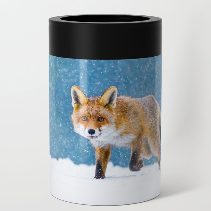 Fox in winter. Red fox, Vulpes vulpes, sniffs about prey on forest meadow in snowfall. Orange fur coat animal hunting in snow. Fox in winter nature. Wildlife scene. Habitat Europe, Asia, North America Can Cooler