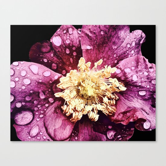 Raindrops On Deep Pink Bloom Canvas Print