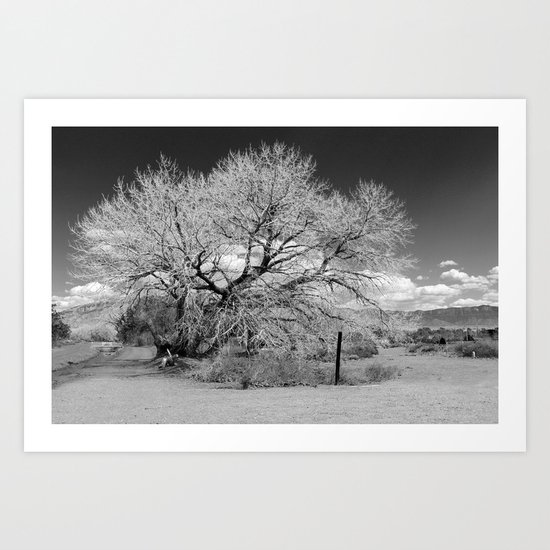 Cottonwood in Winter Art Print