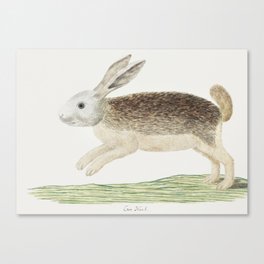 Pronolagus sp Karoo hare  Canvas Print