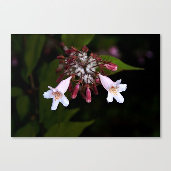 Blossom Canvas Print