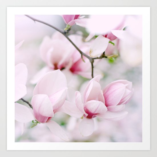 Magnolia Art Print