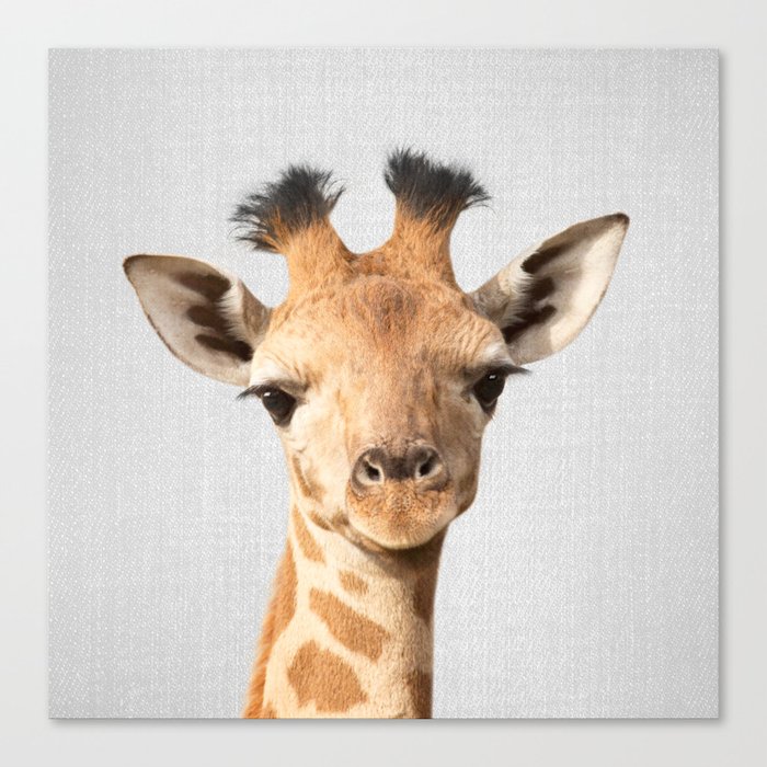 Baby Giraffe - Colorful Canvas Print