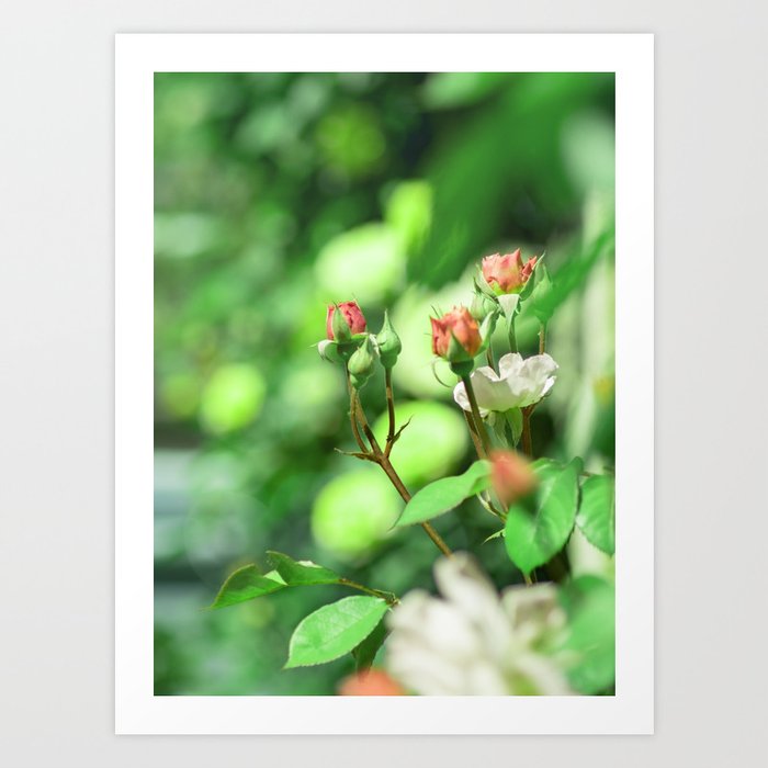 Princess garden Art Print | Photography, Flower, Plant, Nature, Greenery, Fantastic, Fantasy, Surreal, Rose, Orange