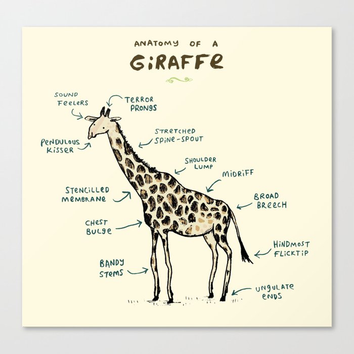 Anatomy of a Giraffe Canvas Print