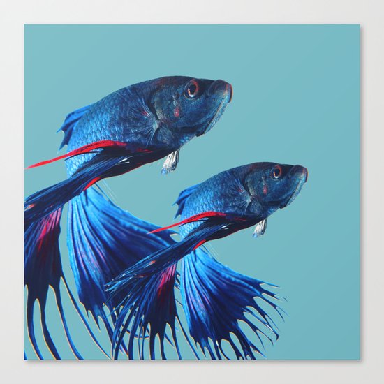 Betta Fish Canvas Print