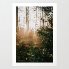 Sunlight through a forest | fine art nature travel photography wanderlust photo print| Veluwe, The Netherlands  | Tumbleweed & Fireflies photography Art Print
