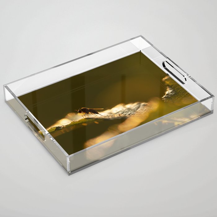 Little fly Acrylic Tray