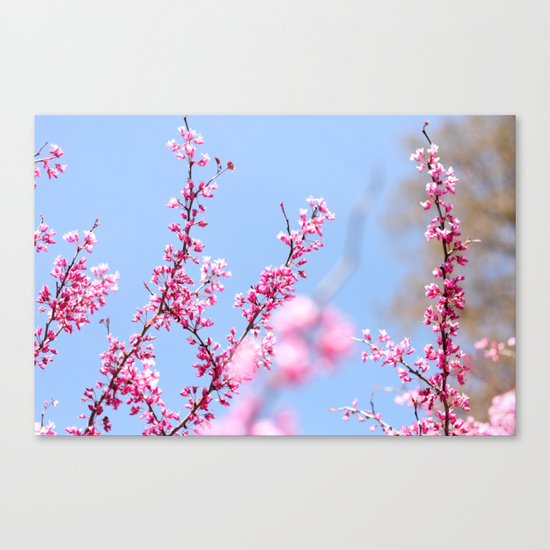 Spring in pink Canvas Print