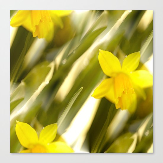 Spring atmosphere with yellow narcissus Canvas Print