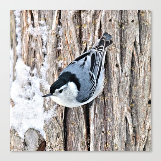 White-breasted Nuthatch Canvas Print