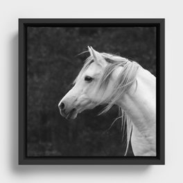 Arabian horse in black and white Framed Canvas