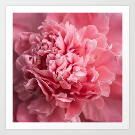 Peony Photography | Hot Pink Flower | Floral Art Print | Nature | Botany | Plant Art Print