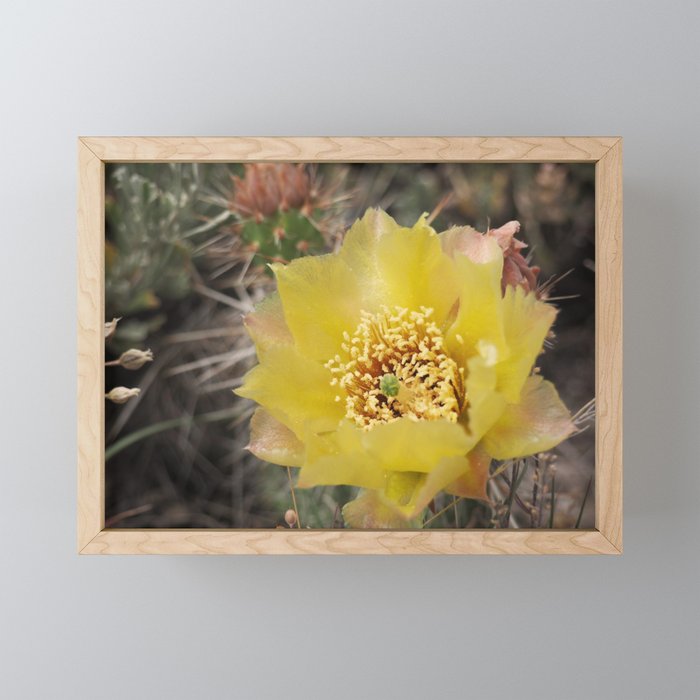 Cactus Flower Framed Mini Art Print