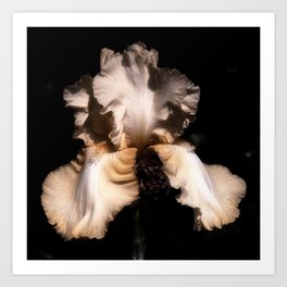 Iris Flower III Art Print