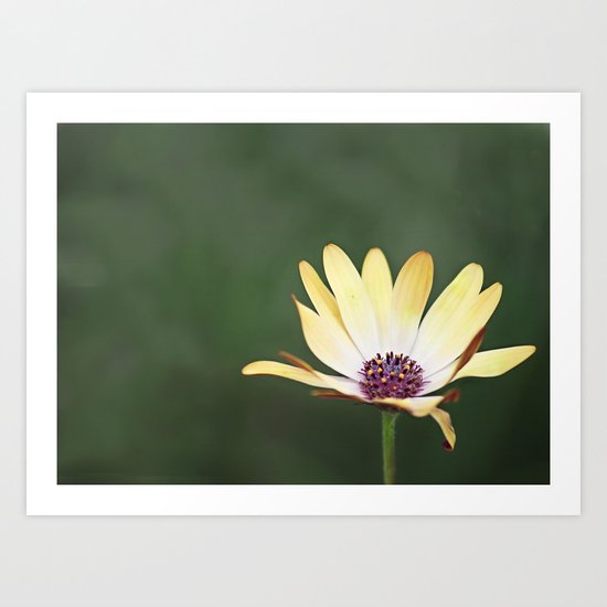 He Loves Me, He Loves Me Not Art Print