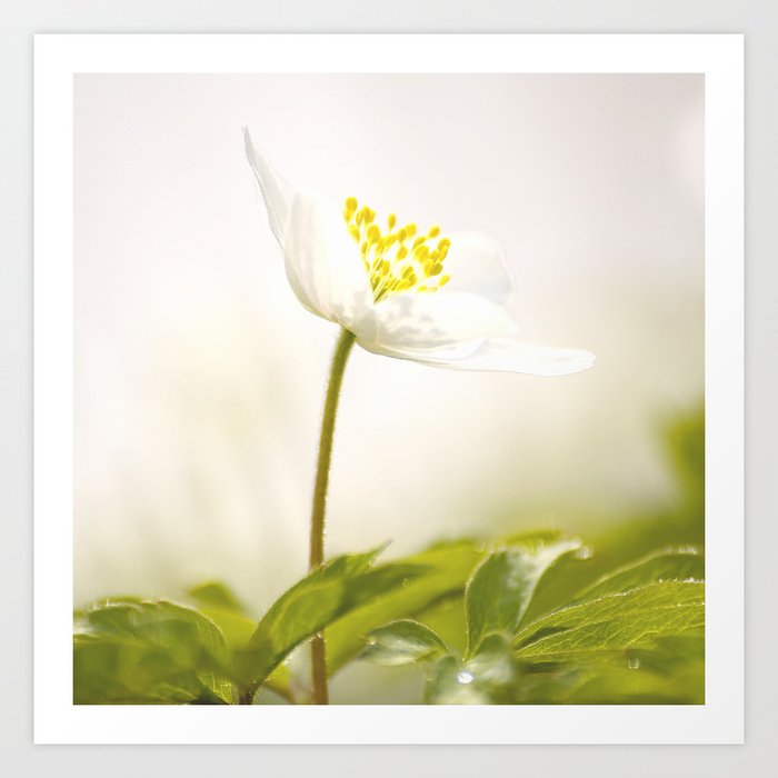 Wood Anemone Blooming in Forest #decor #society6 #buyart Art Print