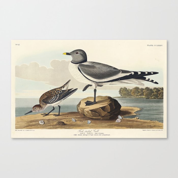 Fork-tailed Gull from Birds of America (1827) by John James Audubon  Canvas Print