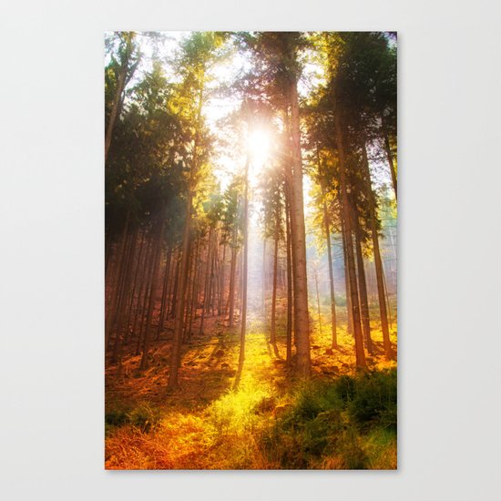 Sunshine forest Canvas Print