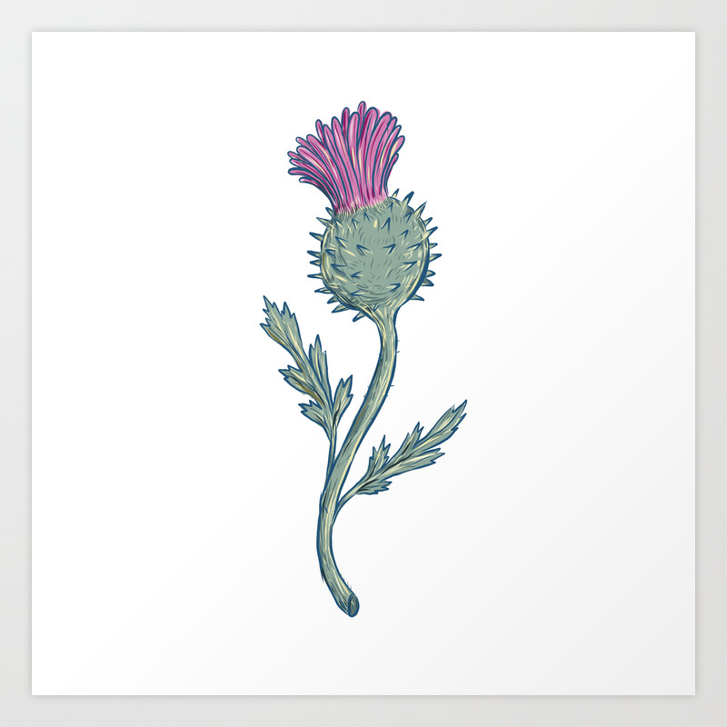 Scottish Thistle Drawing Art Print By Patrimonio Society6 7) the scottish emblem is the thistle. scottish thistle drawing art print by patrimonio